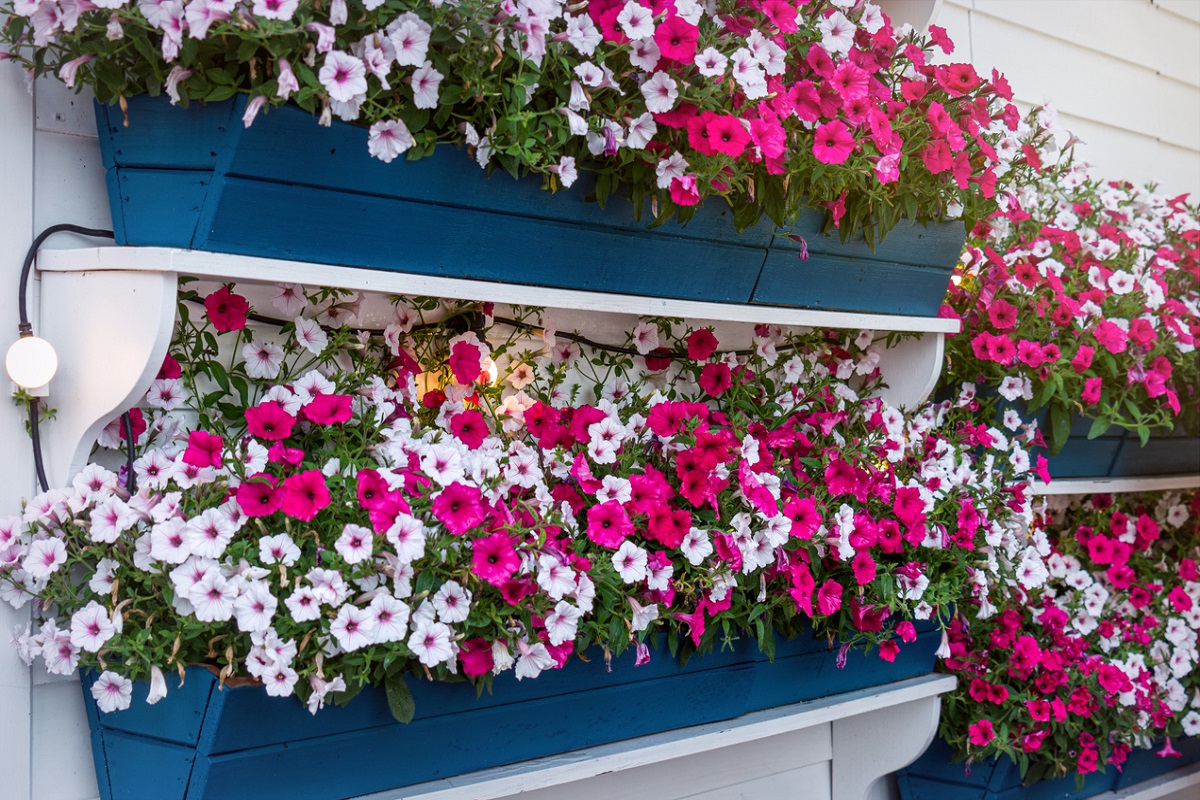 Choroby a škodcovia muškátov a petúnií